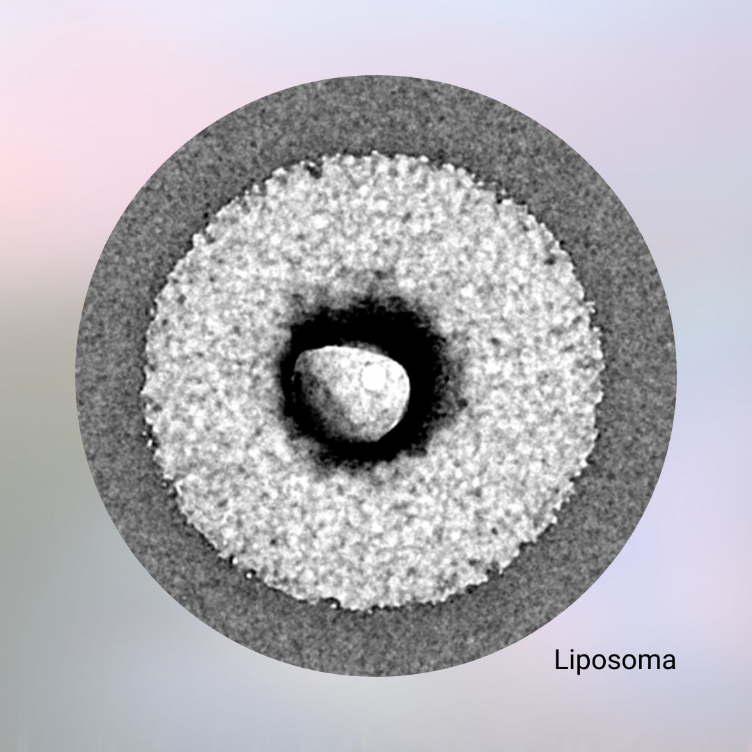 Electron microscope image of a liposome